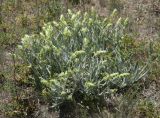 Sideritis catillaris. Зацветающие растения. Горный Крым, гора Южная Демерджи. 21.06.2009.