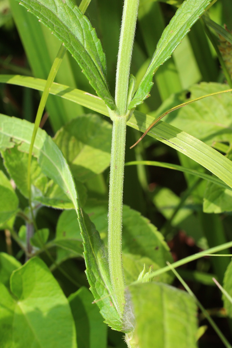 Изображение особи Stachys palustris.