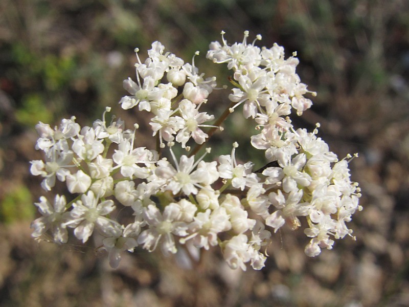 Изображение особи Pimpinella tragium.