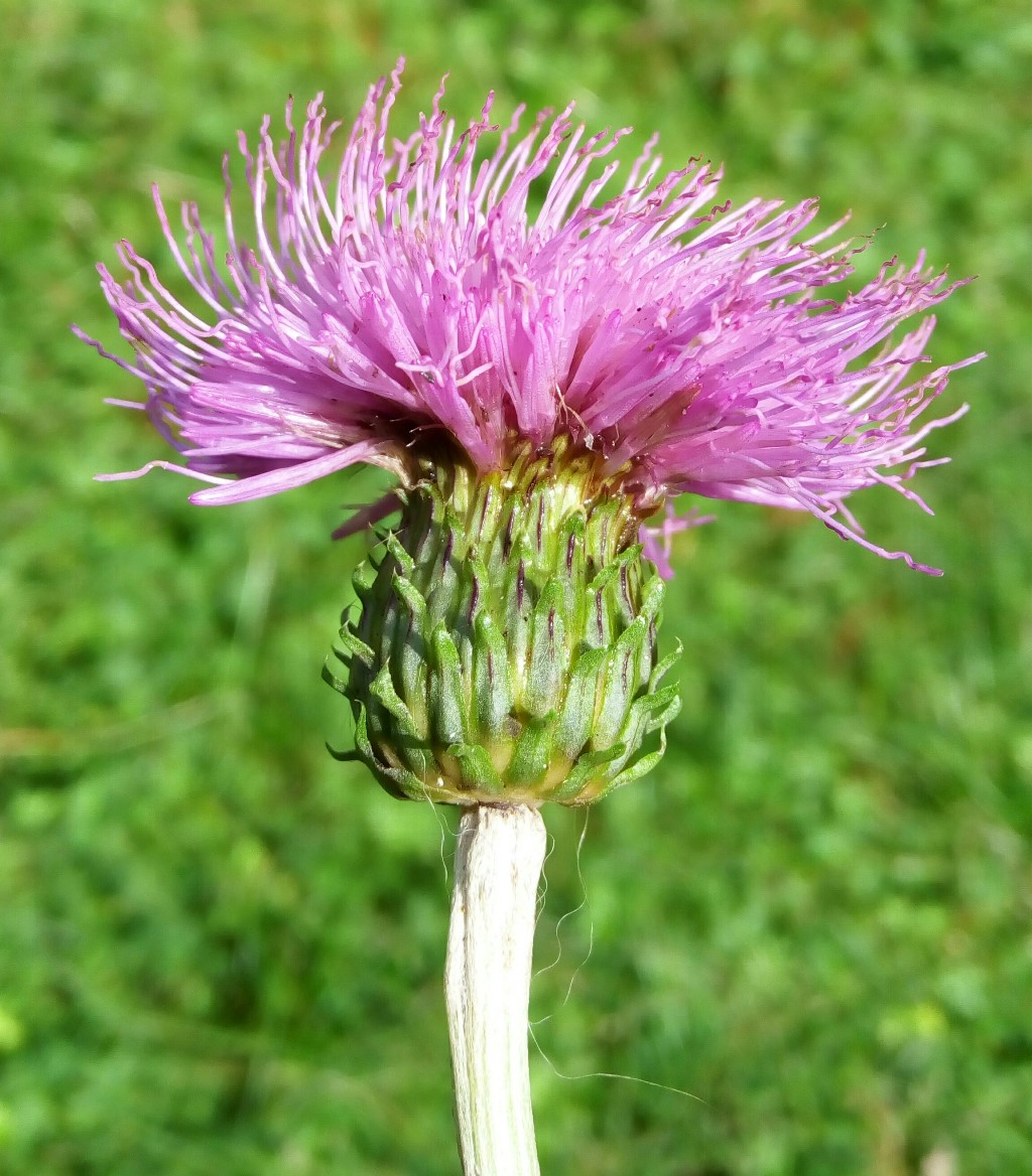 Image of Cirsium heterophyllum specimen.