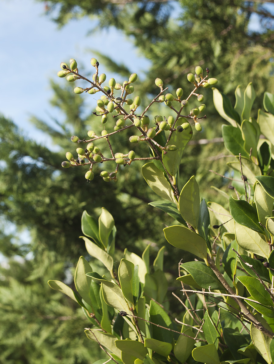 Изображение особи Ligustrum japonicum.