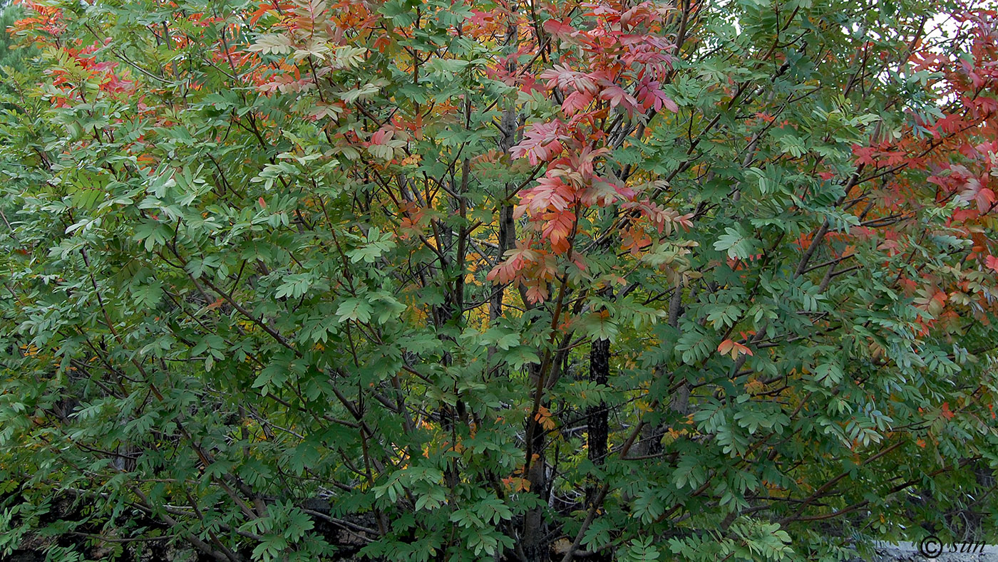 Image of Sorbus aucuparia specimen.