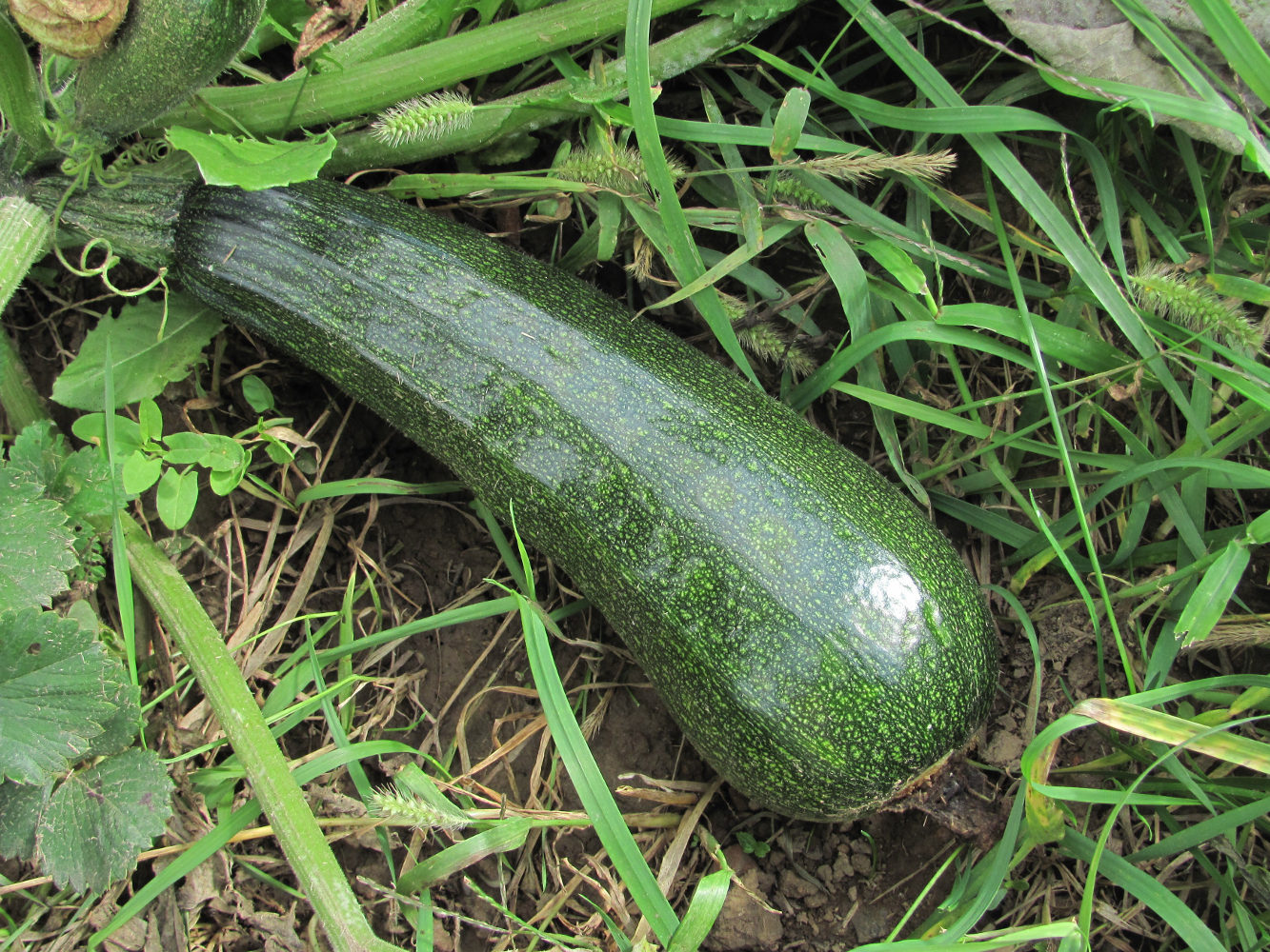 Image of Cucurbita pepo specimen.