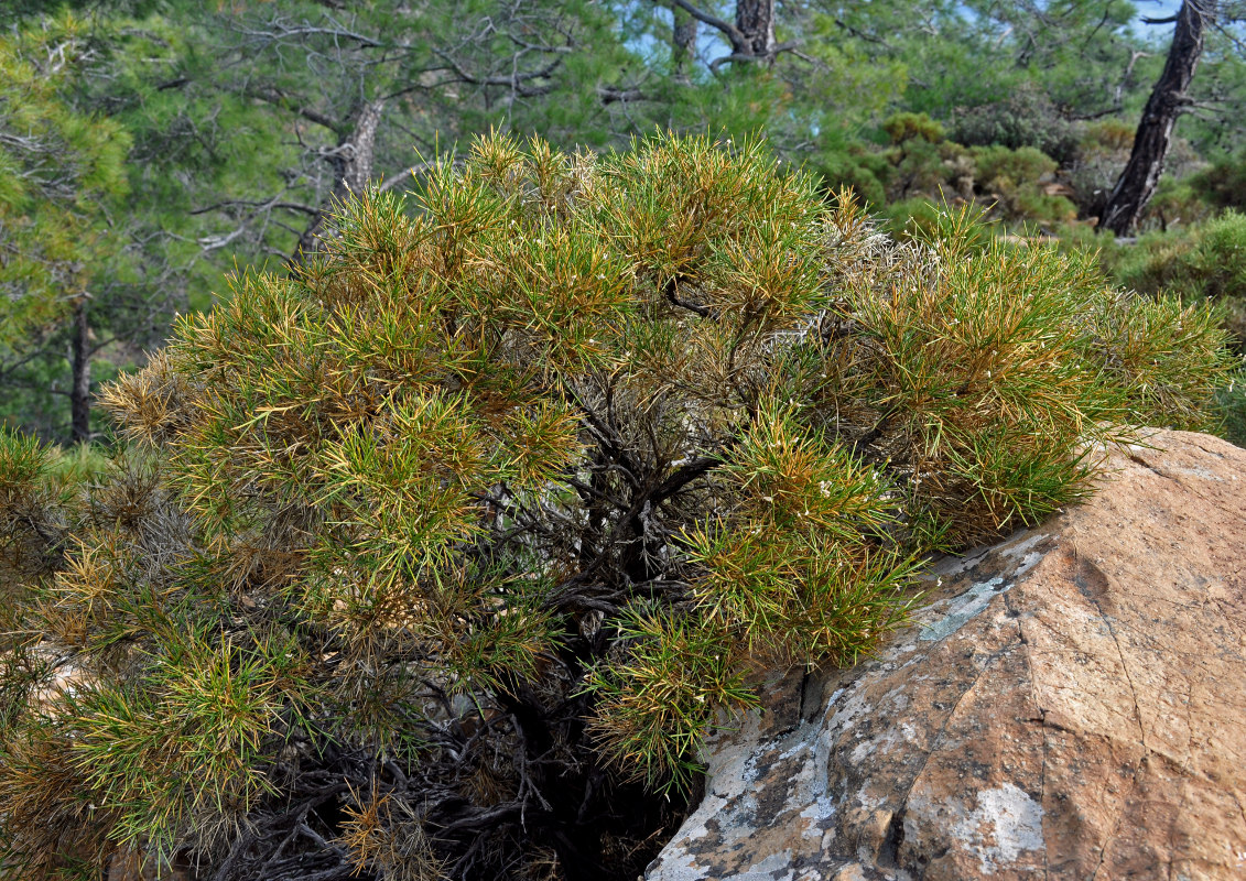 Image of Genista acanthoclada specimen.