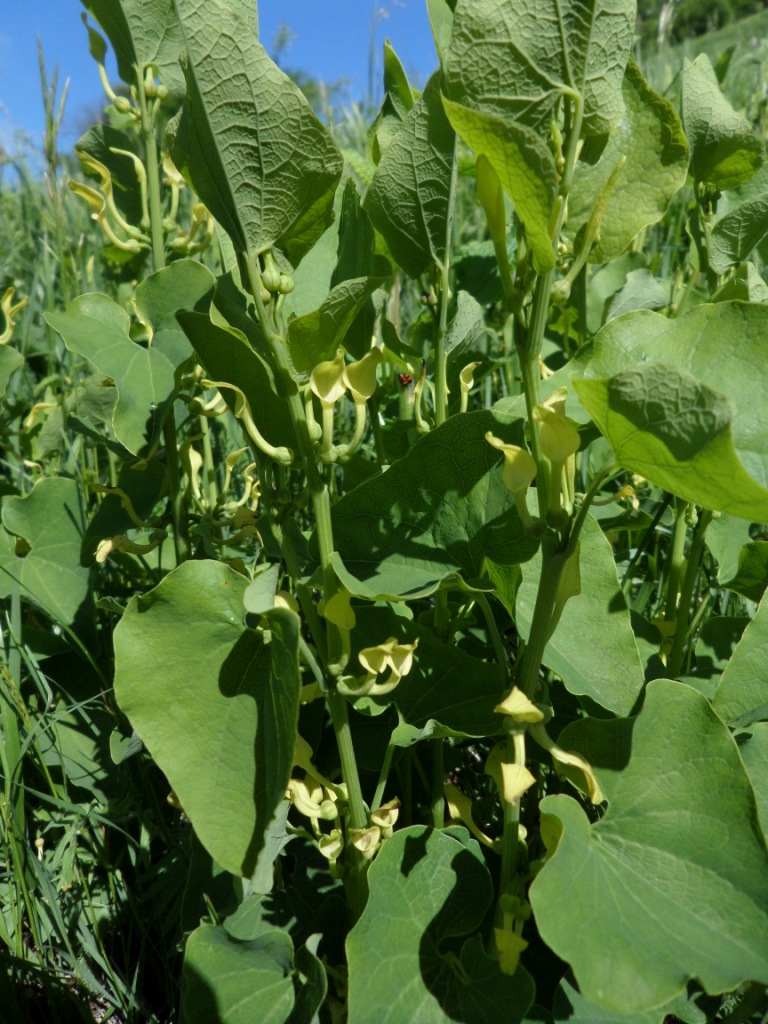 Изображение особи Aristolochia clematitis.