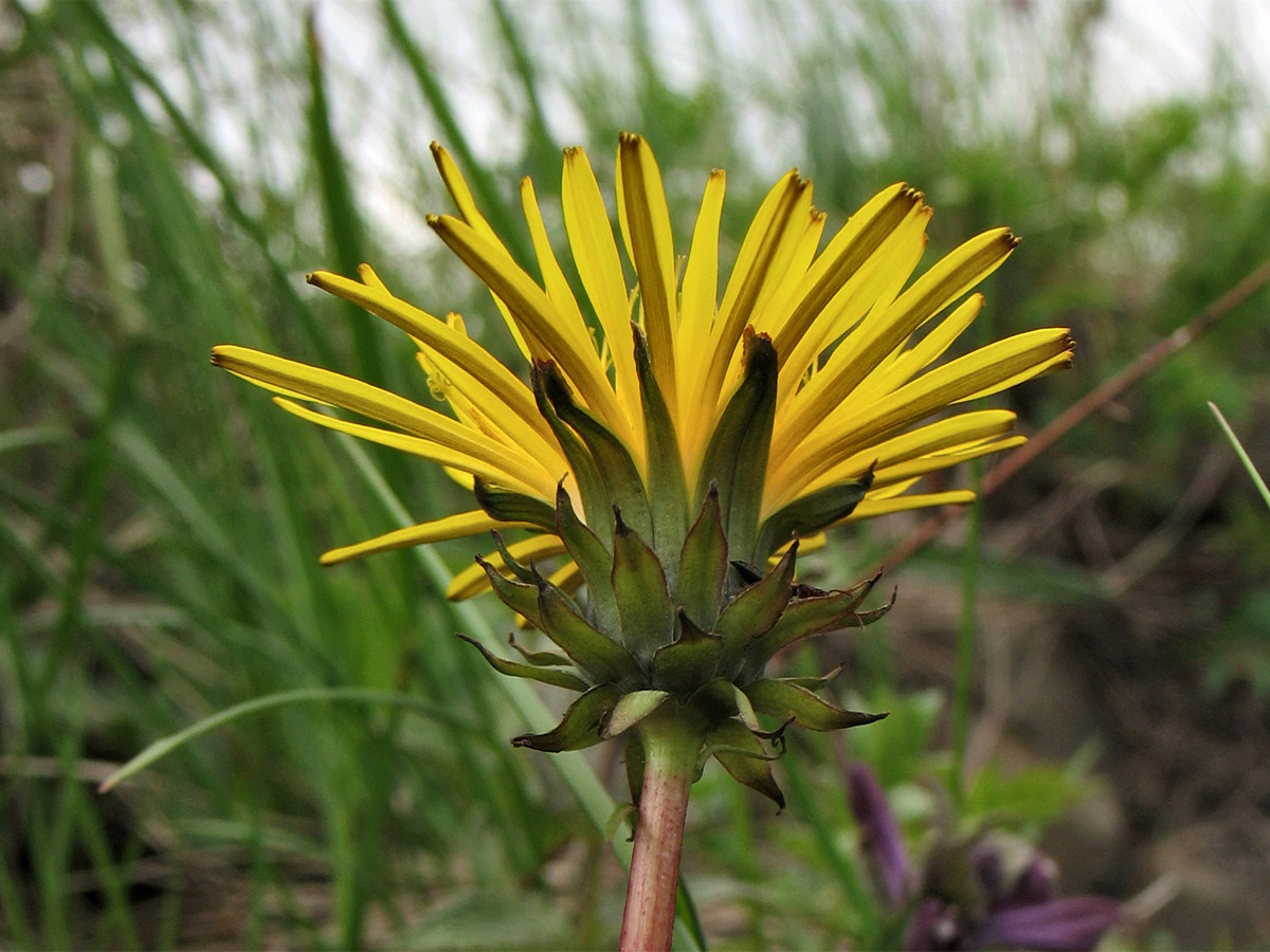 Image of Taraxacum nigricans specimen.