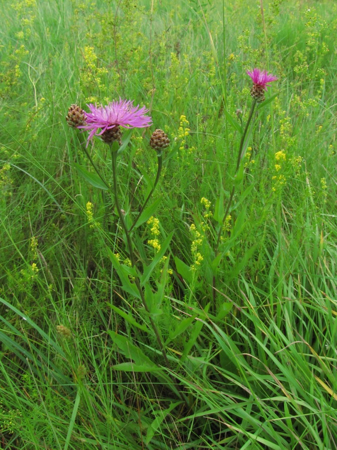 Изображение особи Centaurea jacea.