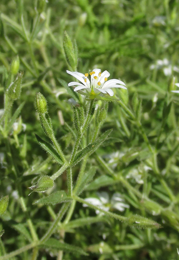 Image of Stellaria dichotoma specimen.