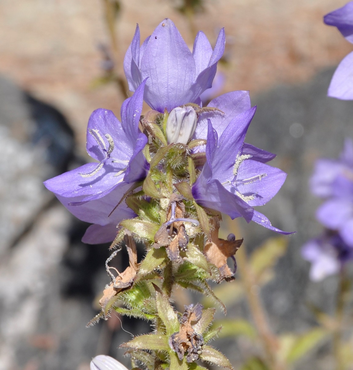 Image of Campanula peregrina specimen.