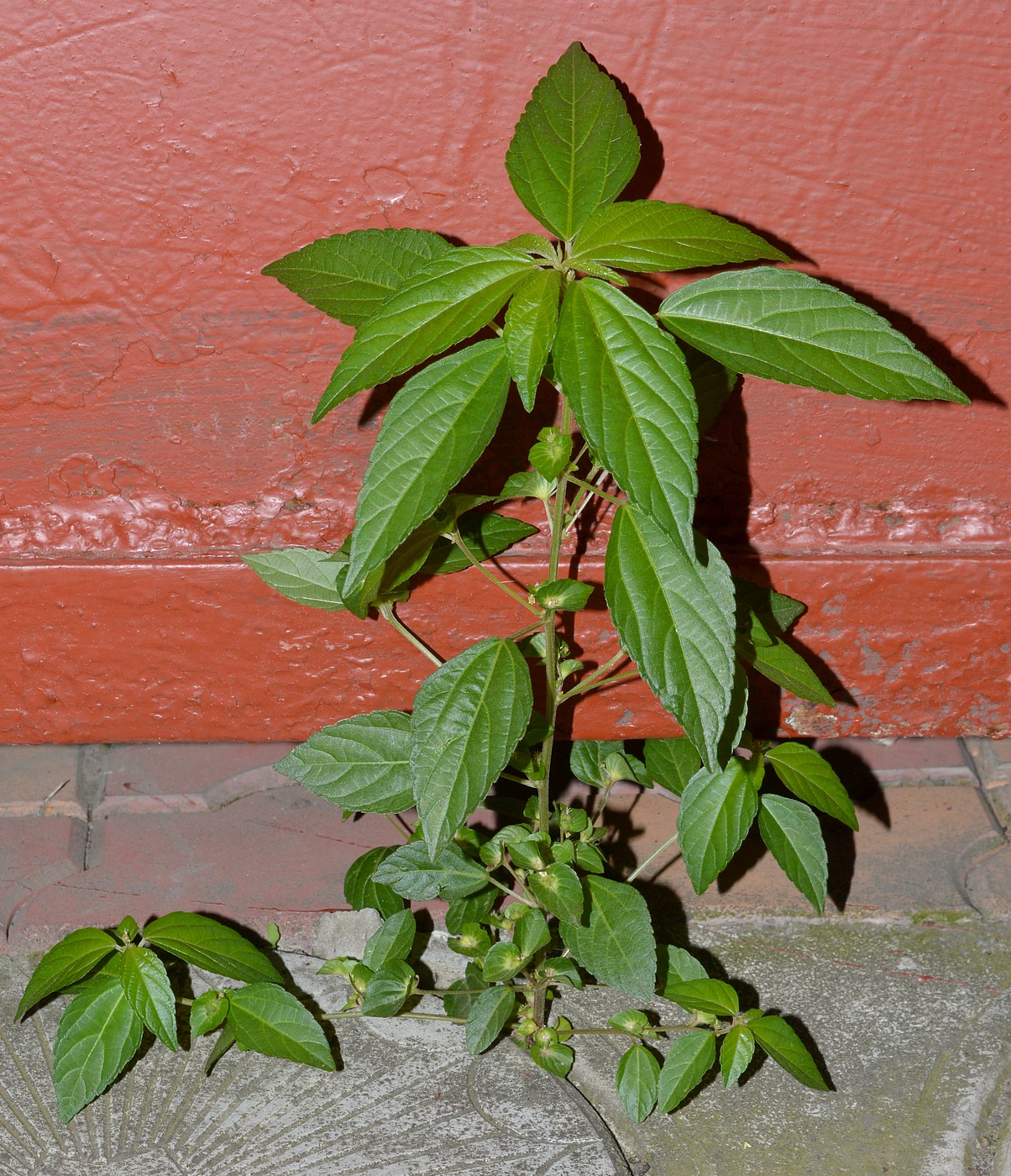 Изображение особи Acalypha australis.