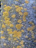 genus Xanthoria. Талломы. Санкт-Петербург, Пушкинский р-н, г. Павловск, Павловский парк, на бетонном ограждении. 30.10.2019.