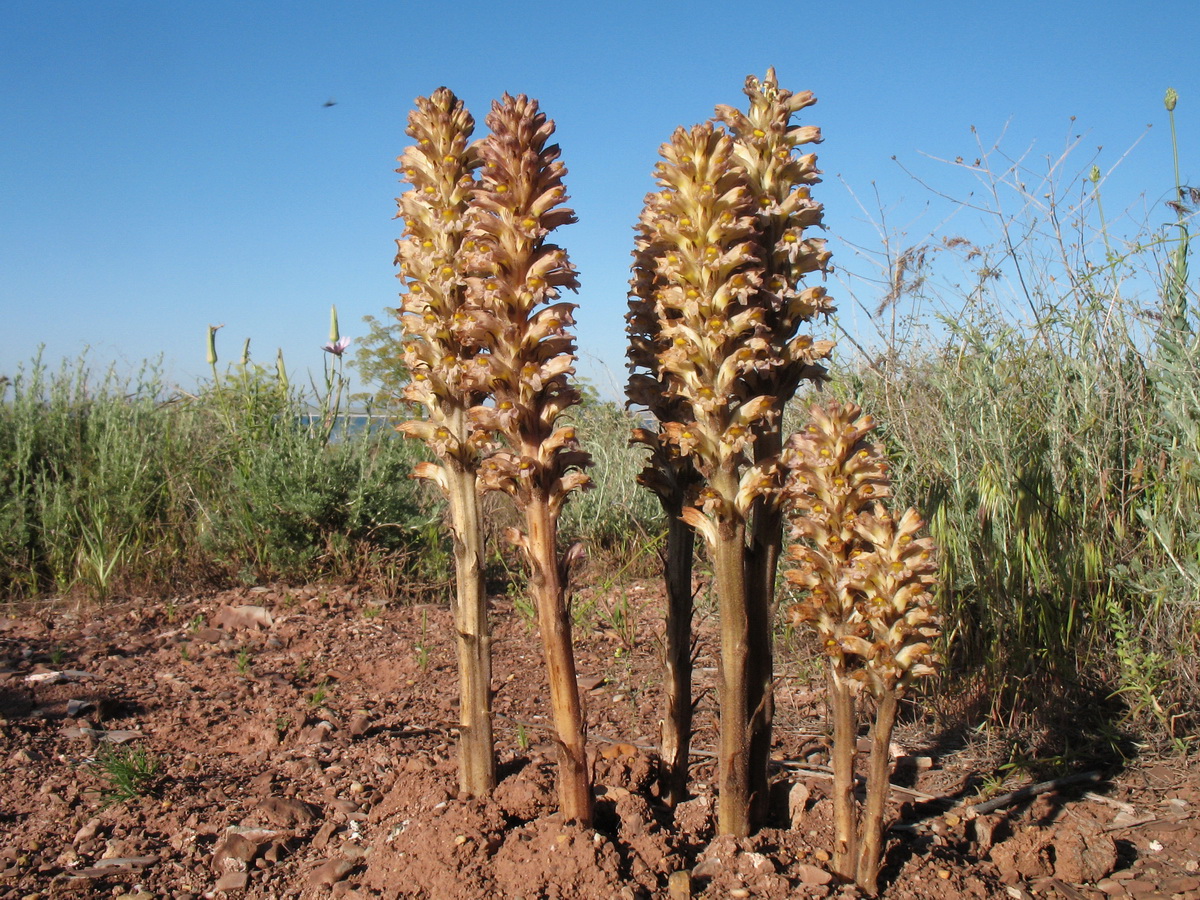 Image of Orobanche spectabilis specimen.