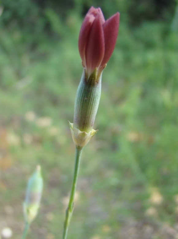 Изображение особи Dianthus marschallii.