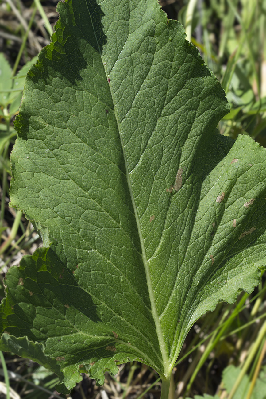 Image of Rumex gmelinii specimen.