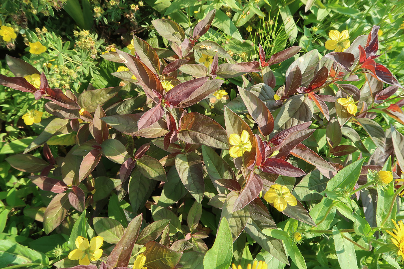 Image of Lysimachia ciliata specimen.