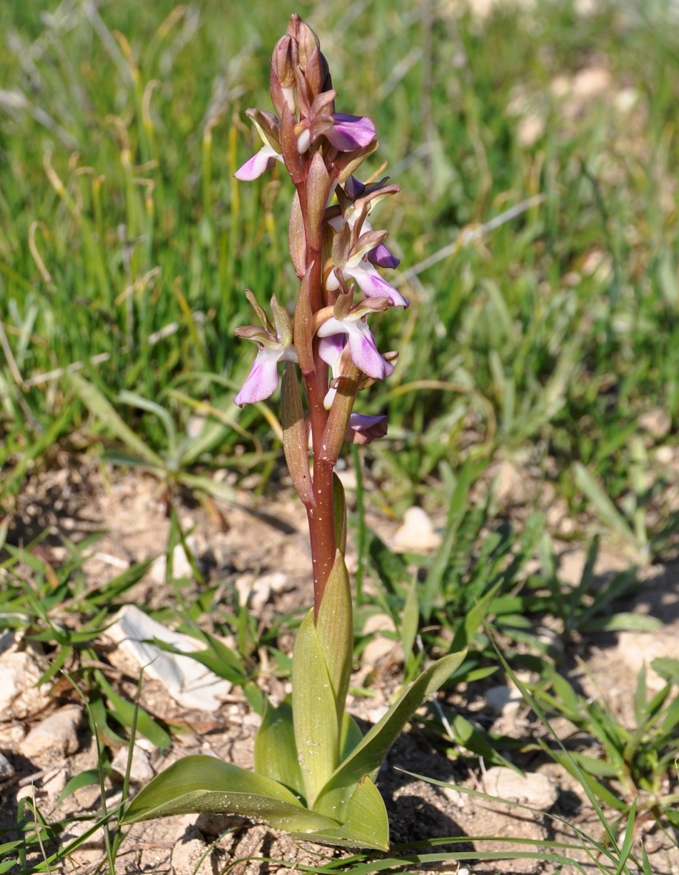 Image of Anacamptis collina specimen.