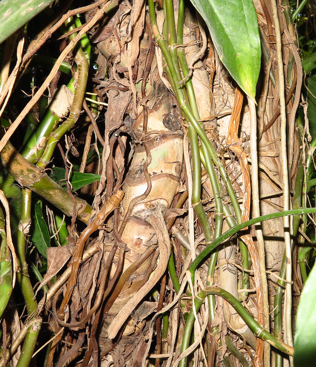 Изображение особи Syngonium podophyllum.