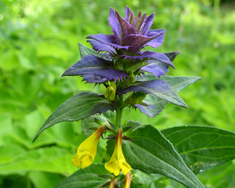 Изображение особи Melampyrum nemorosum.