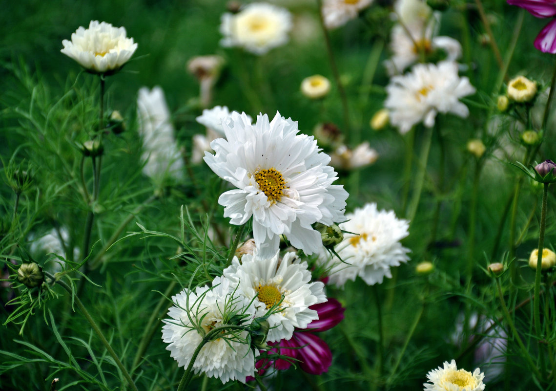 Image of Cosmos bipinnatus specimen.