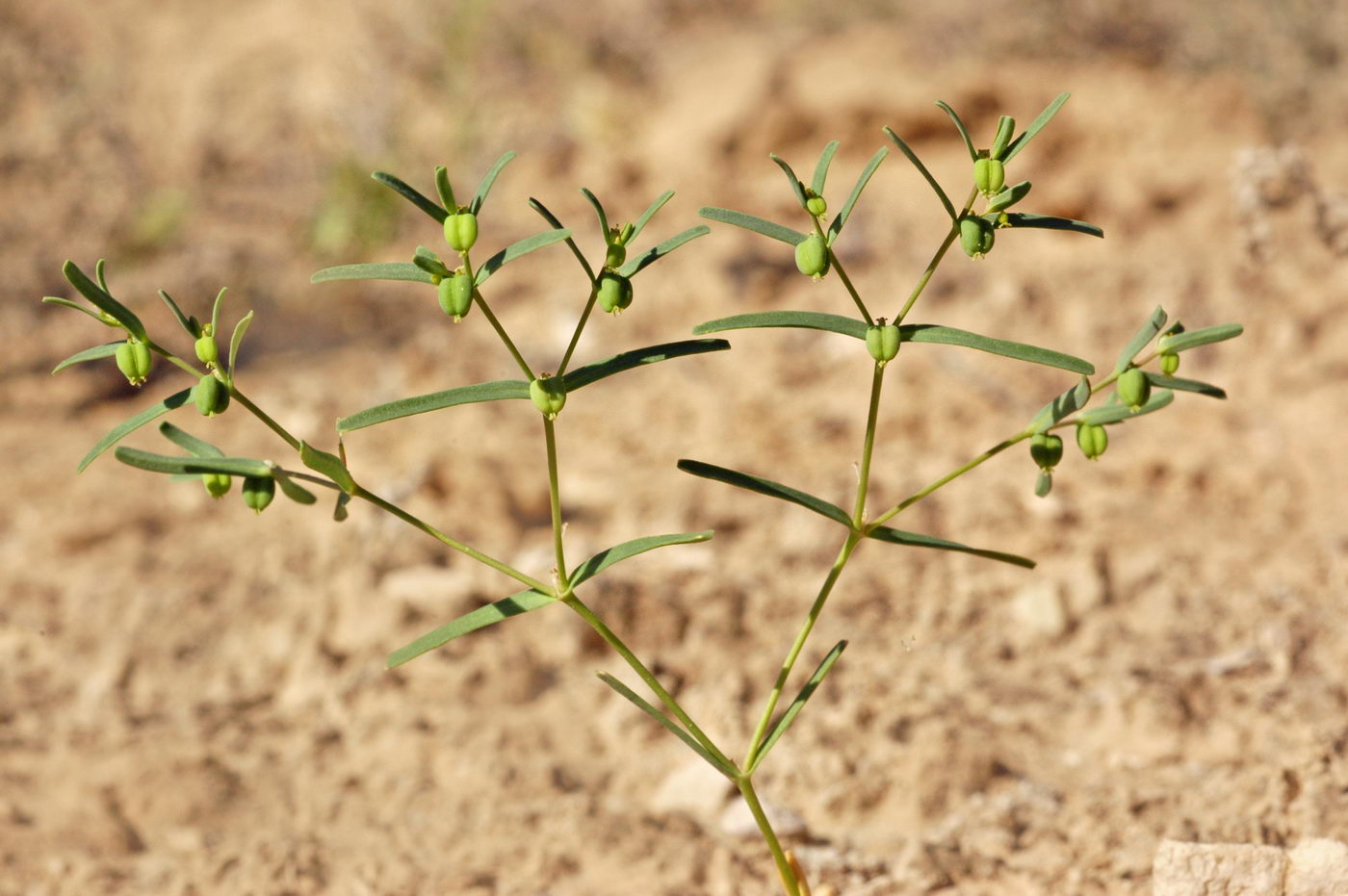 Изображение особи Euphorbia inderiensis.