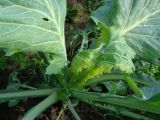 Brassica oleracea variety capitata. Верхушка побега молодого растения. Тверская обл., Весьегонский р-н, с. Чистая Дуброва, в культуре. 19 июля 2019 г.