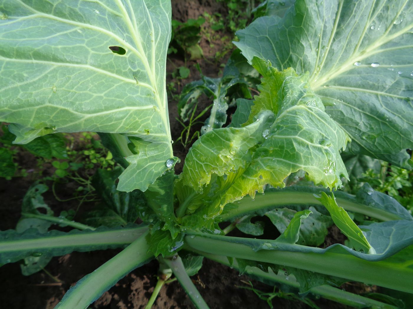 Изображение особи Brassica oleracea var. capitata.