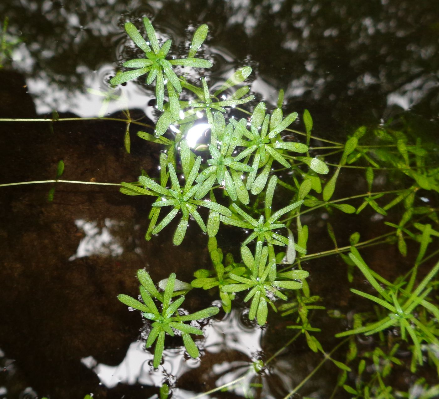 Image of Callitriche palustris specimen.