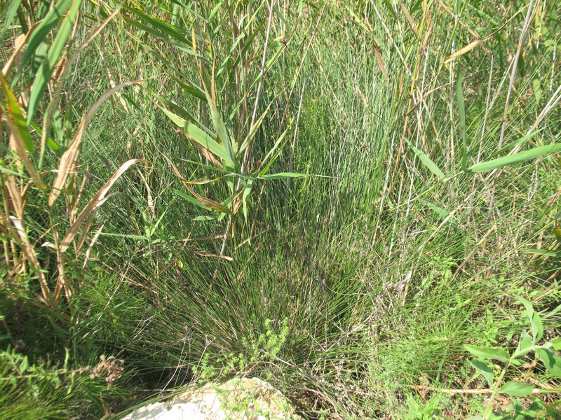 Изображение особи Schoenus nigricans.