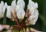 Trifolium amabile