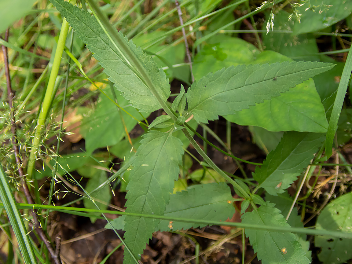 Изображение особи Veronica longifolia.