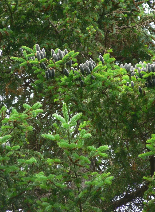 Image of Abies balsamea specimen.