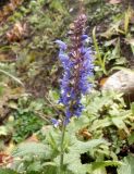 Salvia tesquicola