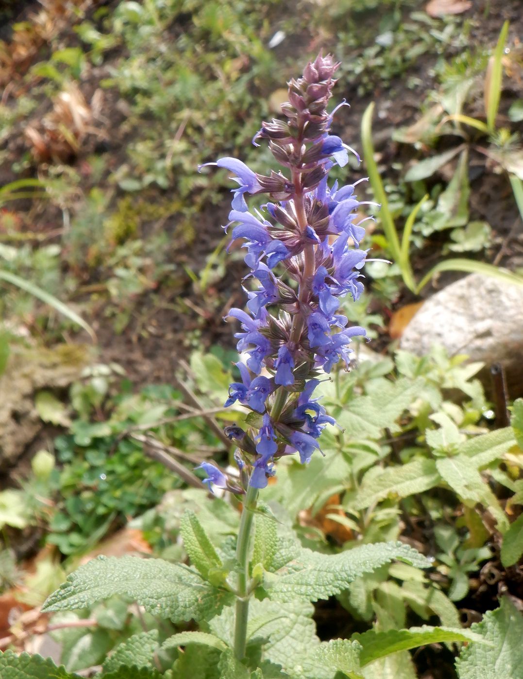 Image of Salvia tesquicola specimen.