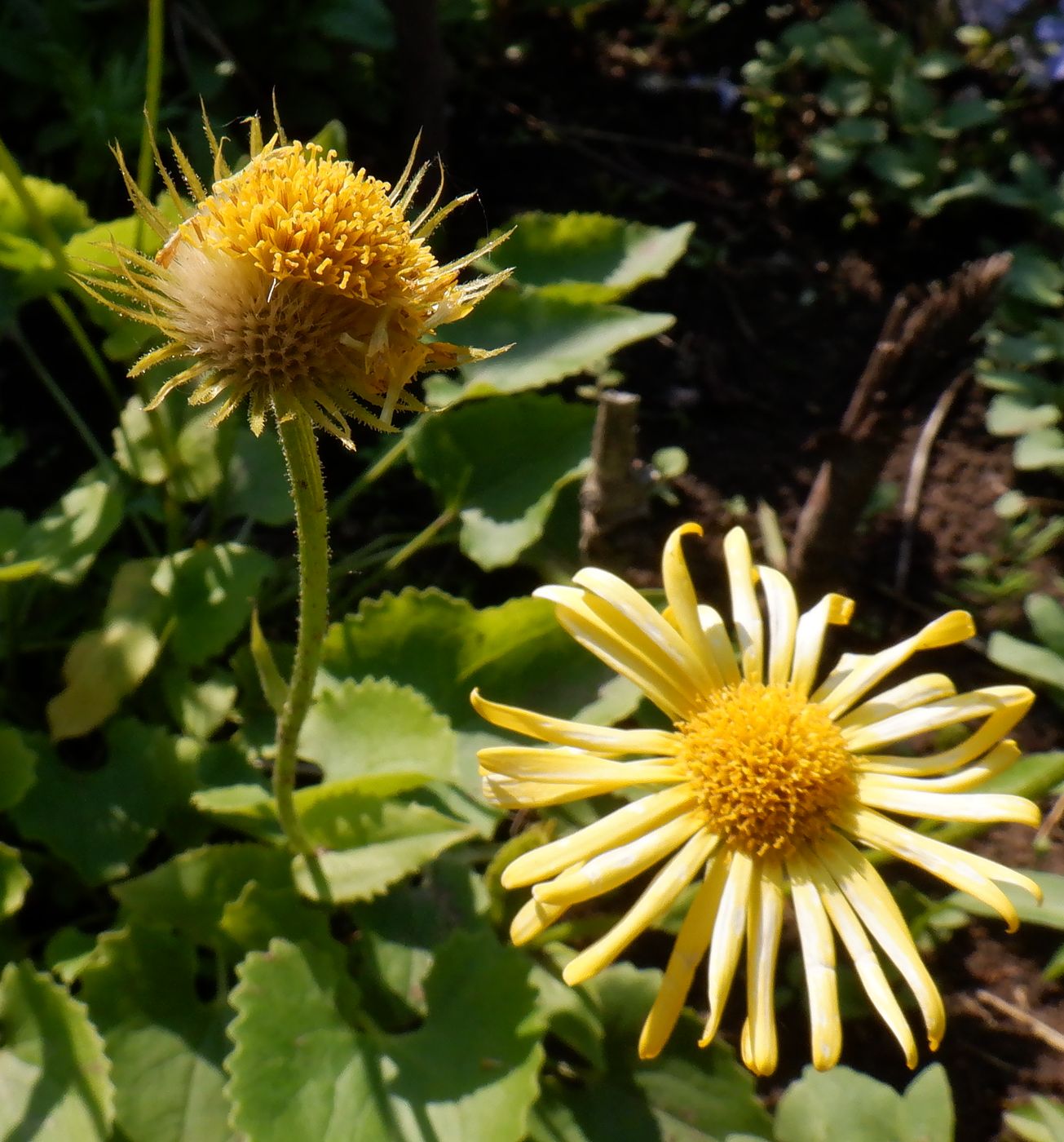 Image of Doronicum carpaticum specimen.