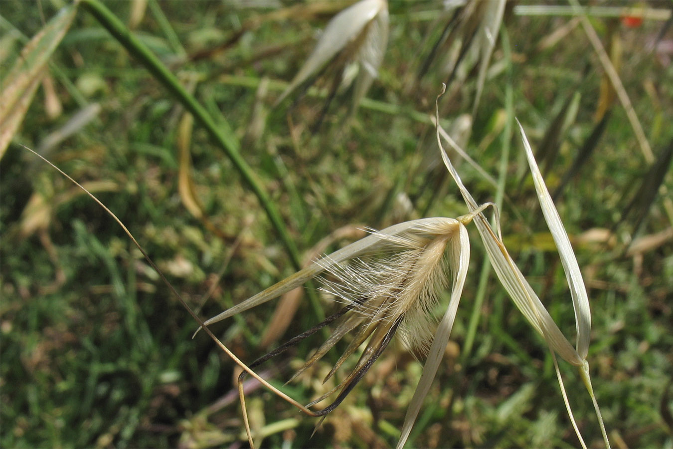 Image of Avena trichophylla specimen.