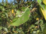 Pyrus communis. Лист, поражённый грибом Septoria piricola. Краснодарский край, Кавказский р-н, ст-ца Темижбекская, у жилья. 28.09.2020.