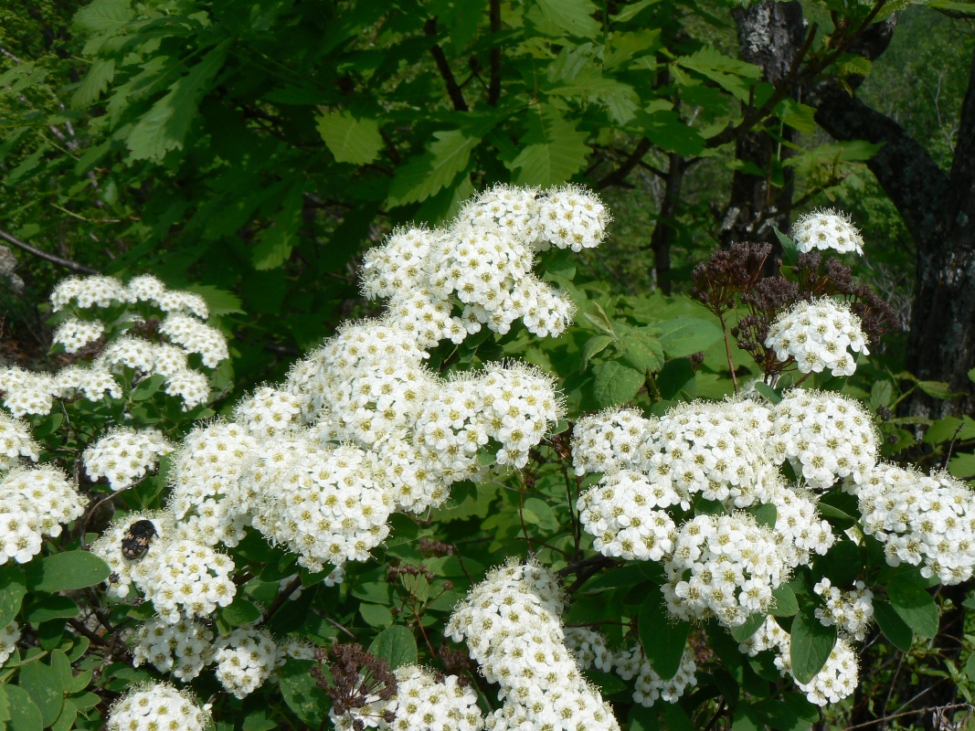 Изображение особи Spiraea ussuriensis.