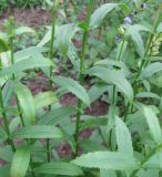 Physostegia virginiana. Побеги. Санкт-Петербург, клумба. 16 сентября 2010 г.