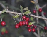 род Crataegus