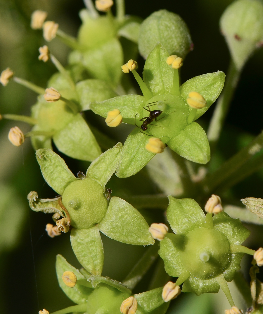 Изображение особи Hedera helix.