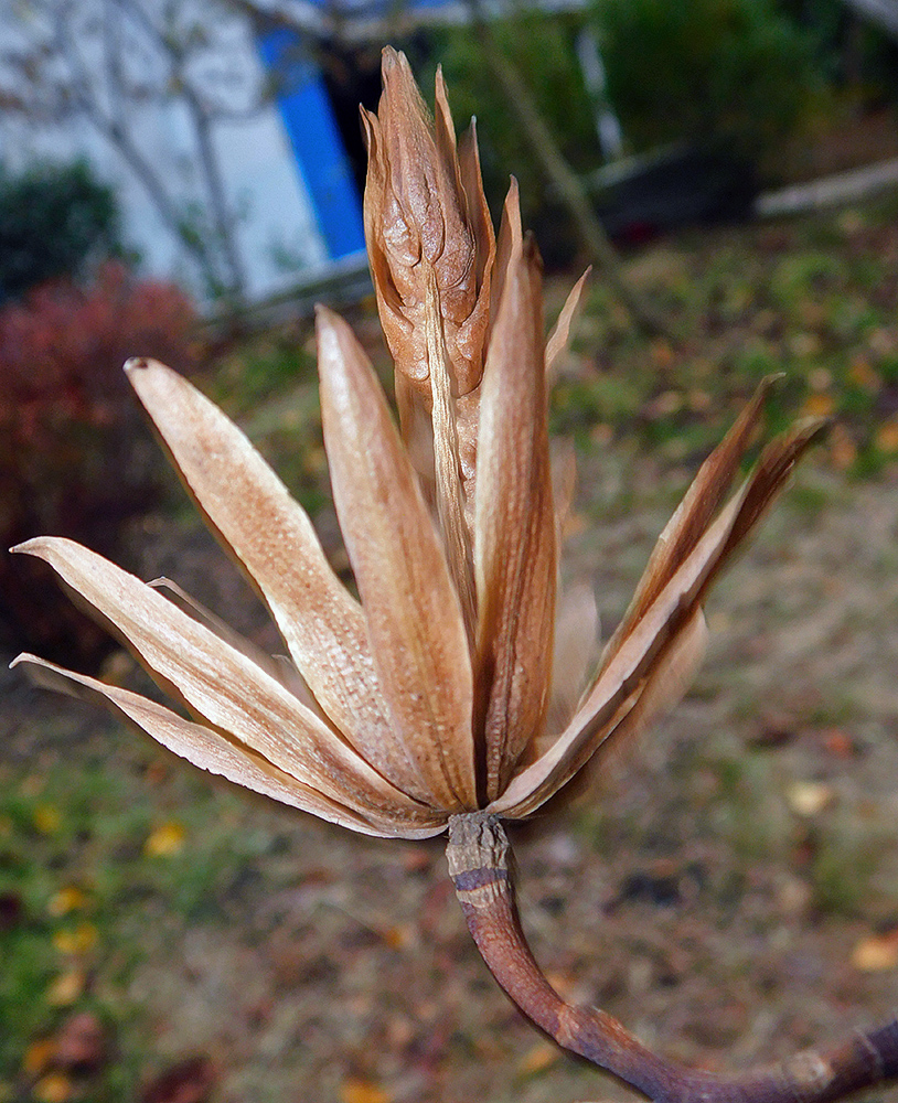 Image of Liriodendron tulipifera specimen.