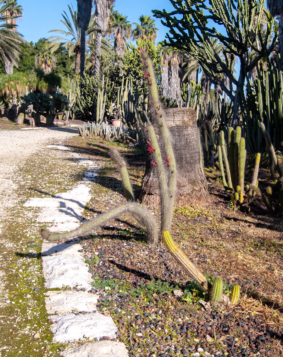 Image of Cleistocactus baumannii specimen.