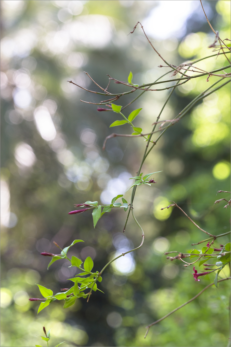 Image of Jasminum beesianum specimen.