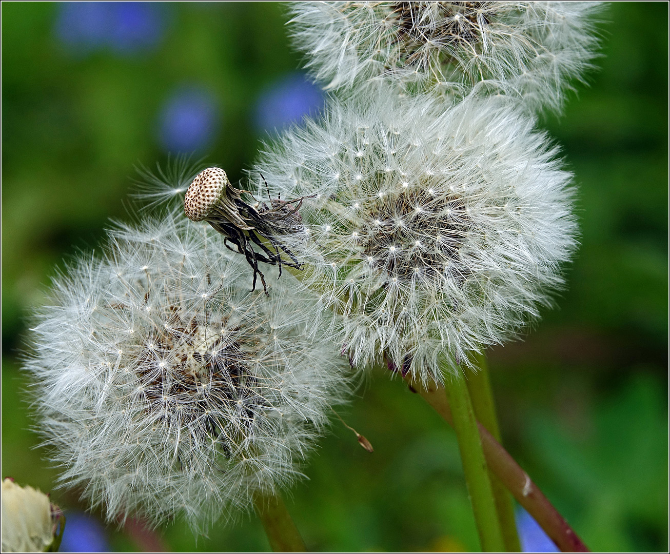 Изображение особи Taraxacum officinale.