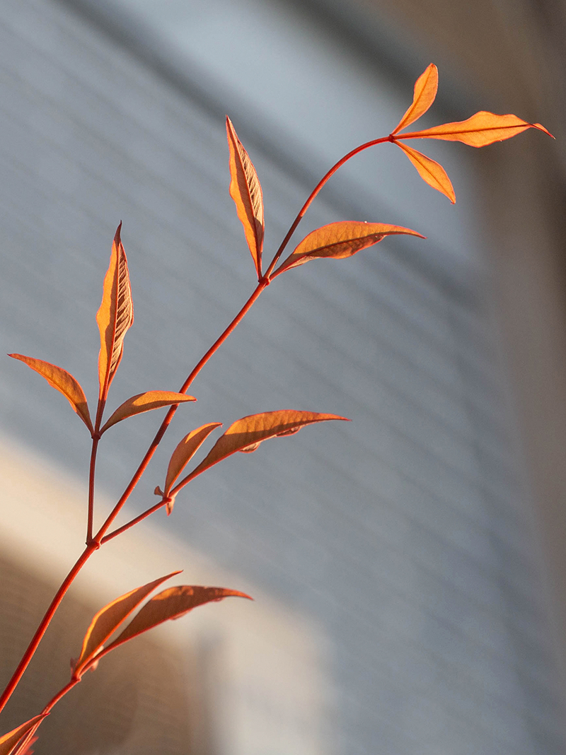 Image of Nandina domestica specimen.