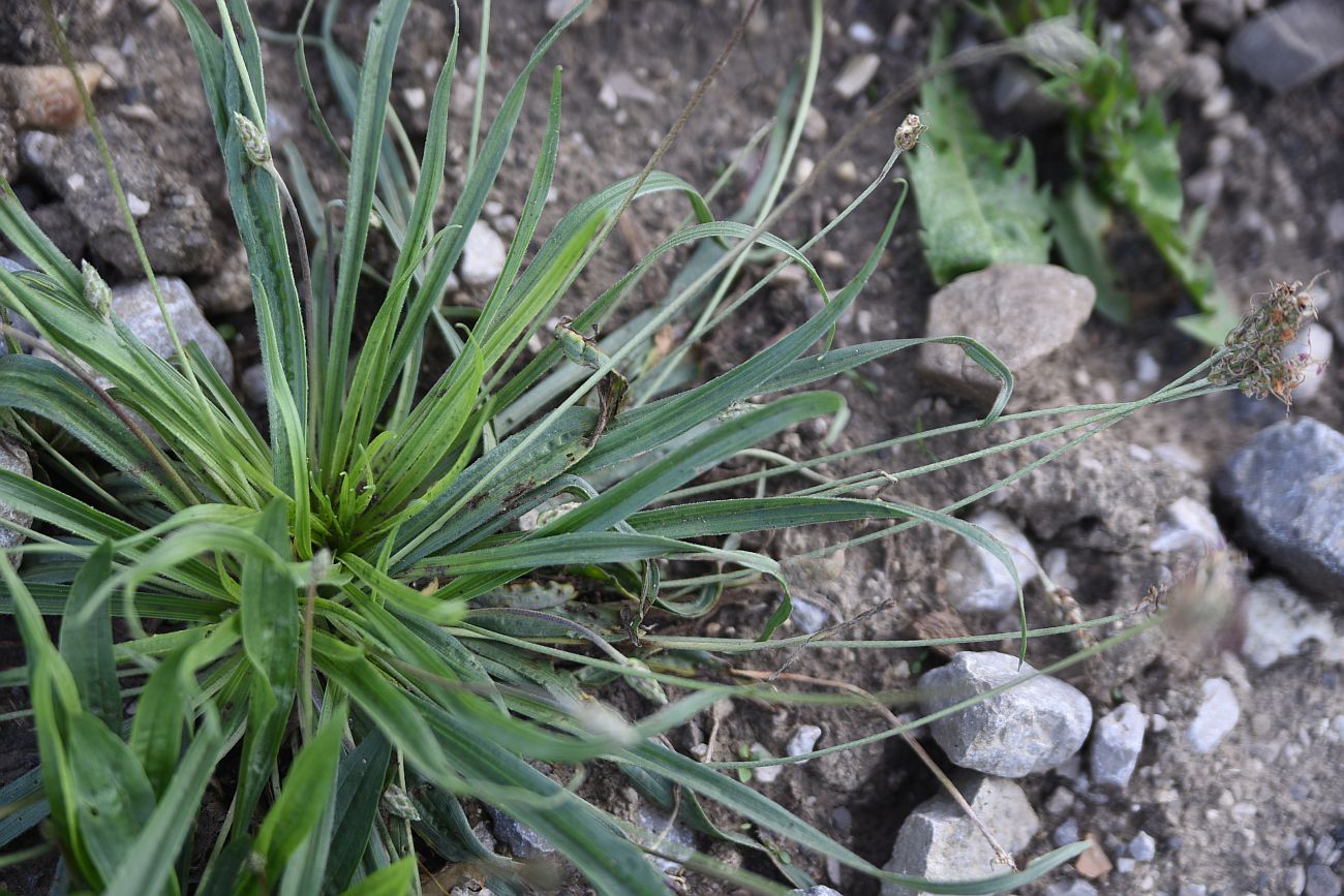 Image of Plantago atrata specimen.