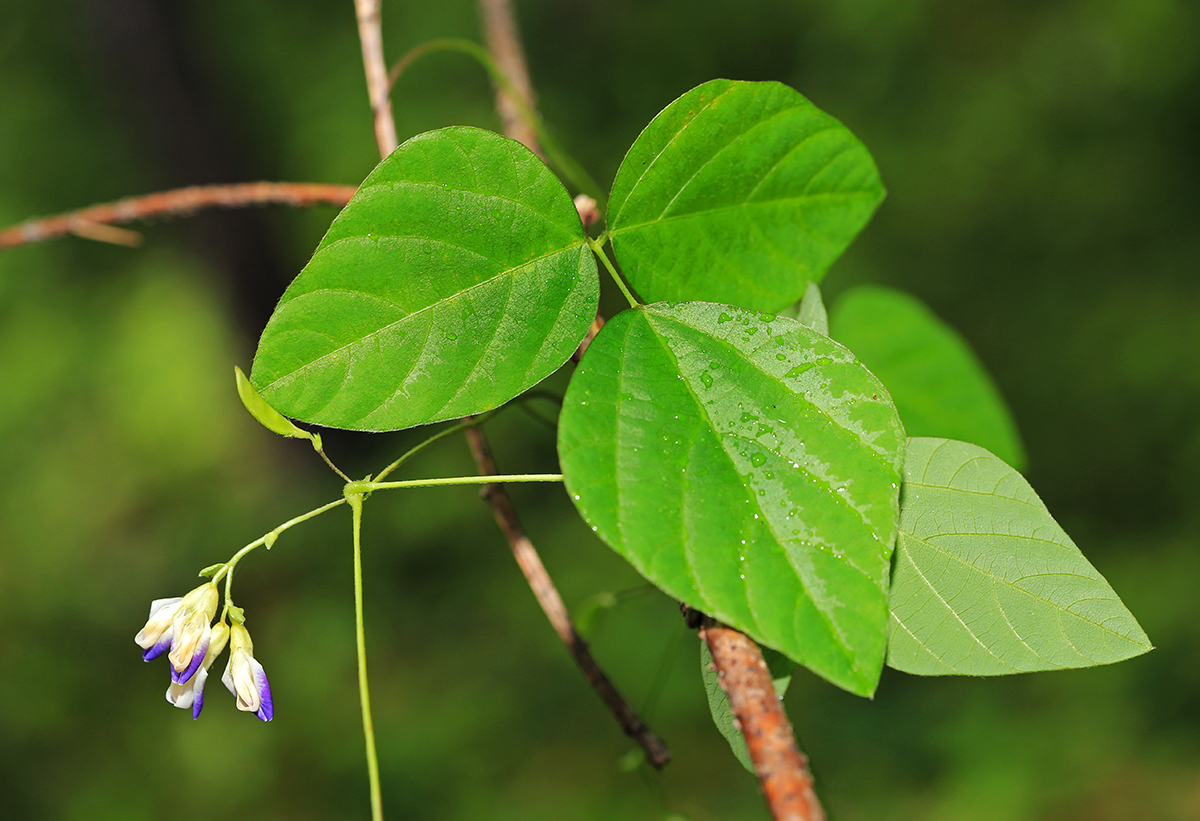 Изображение особи Amphicarpaea japonica.