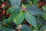 genus Begonia. Побег с соцветиями. Малайзия, штат Саравак, округ Мири, национальный парк «Мулу». 12.03.2015.