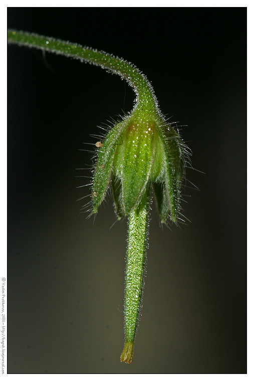 Изображение особи Geranium pusillum.