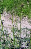 Scrophularia kiriloviana. Верхушки побегов с соцветиями. Казахстан, Заилийский Алатау, Аксайское ущелье, 1800 м н.у.м. 11.06.2010.